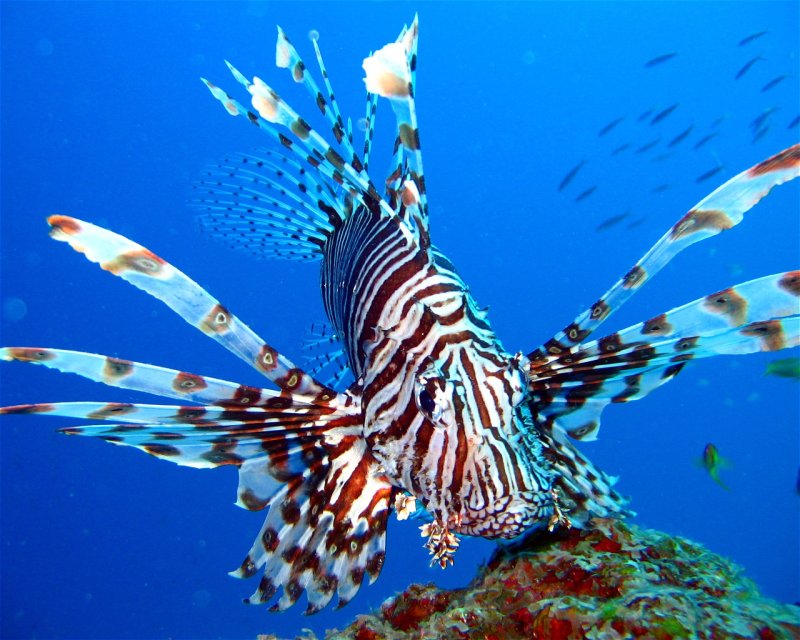 Divesite Image