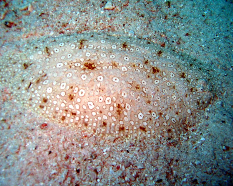 Divesite Image