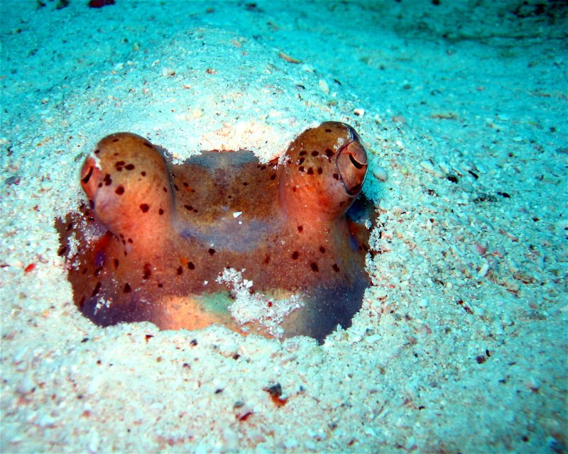 Divesite Image