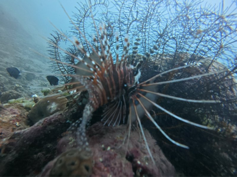 Divesite Image