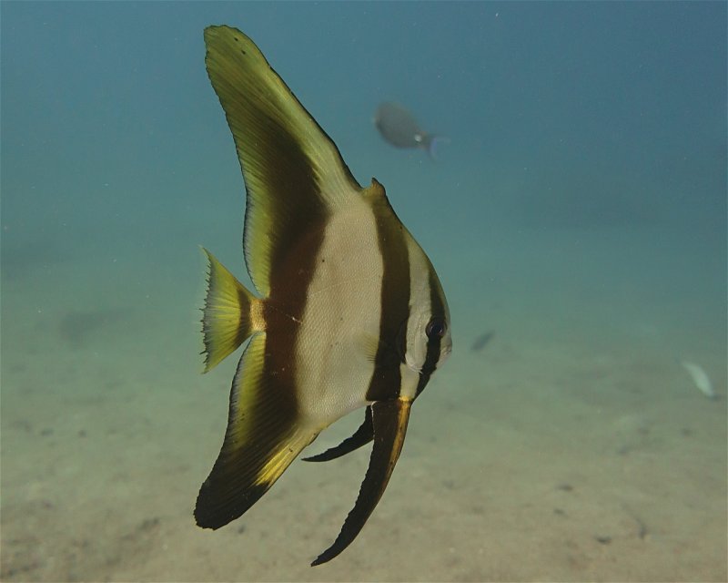 Divesite Image