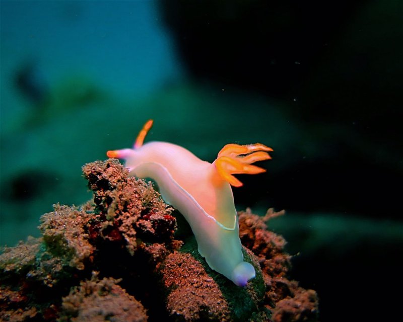 Divesite Image