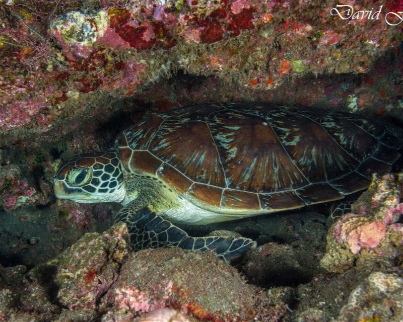 Divesite Image