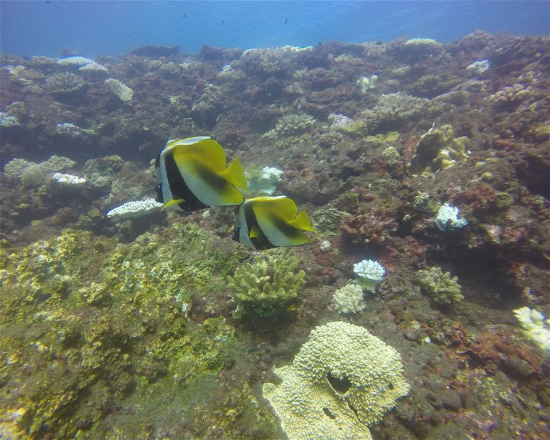Divesite Image