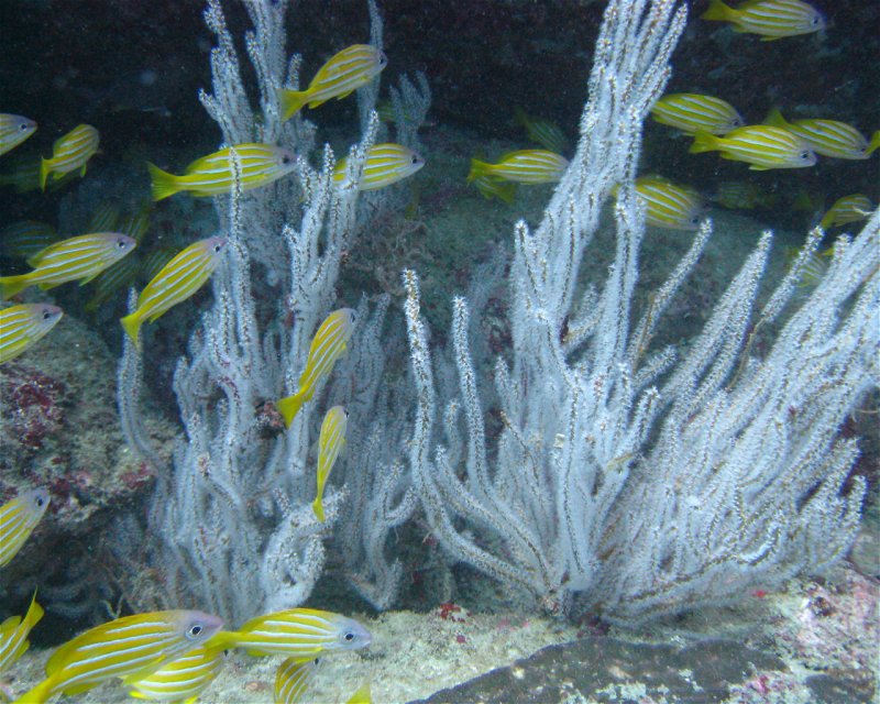 Divesite Image