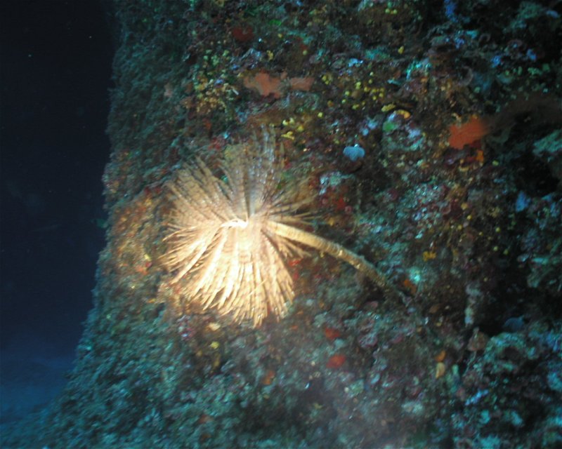 Divesite Image