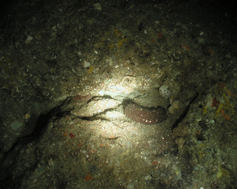 Divesite Image