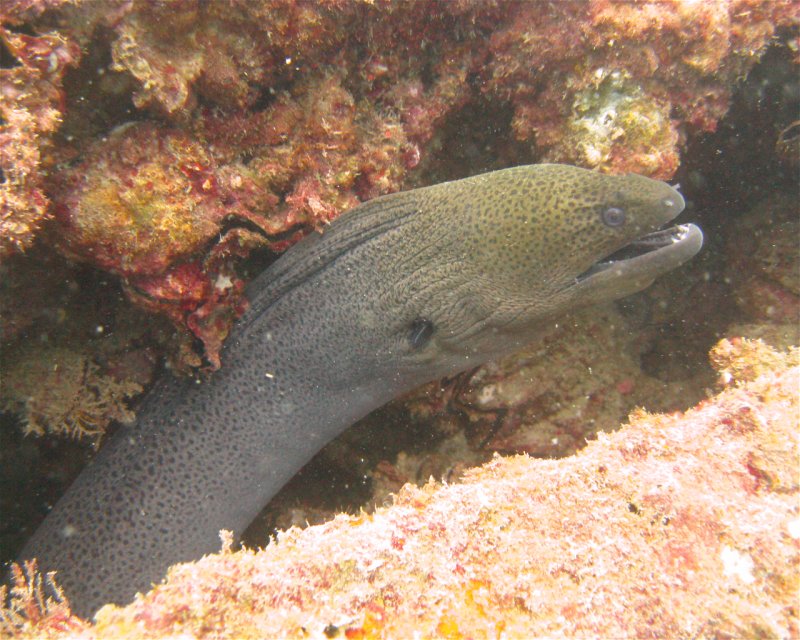 Divesite Image