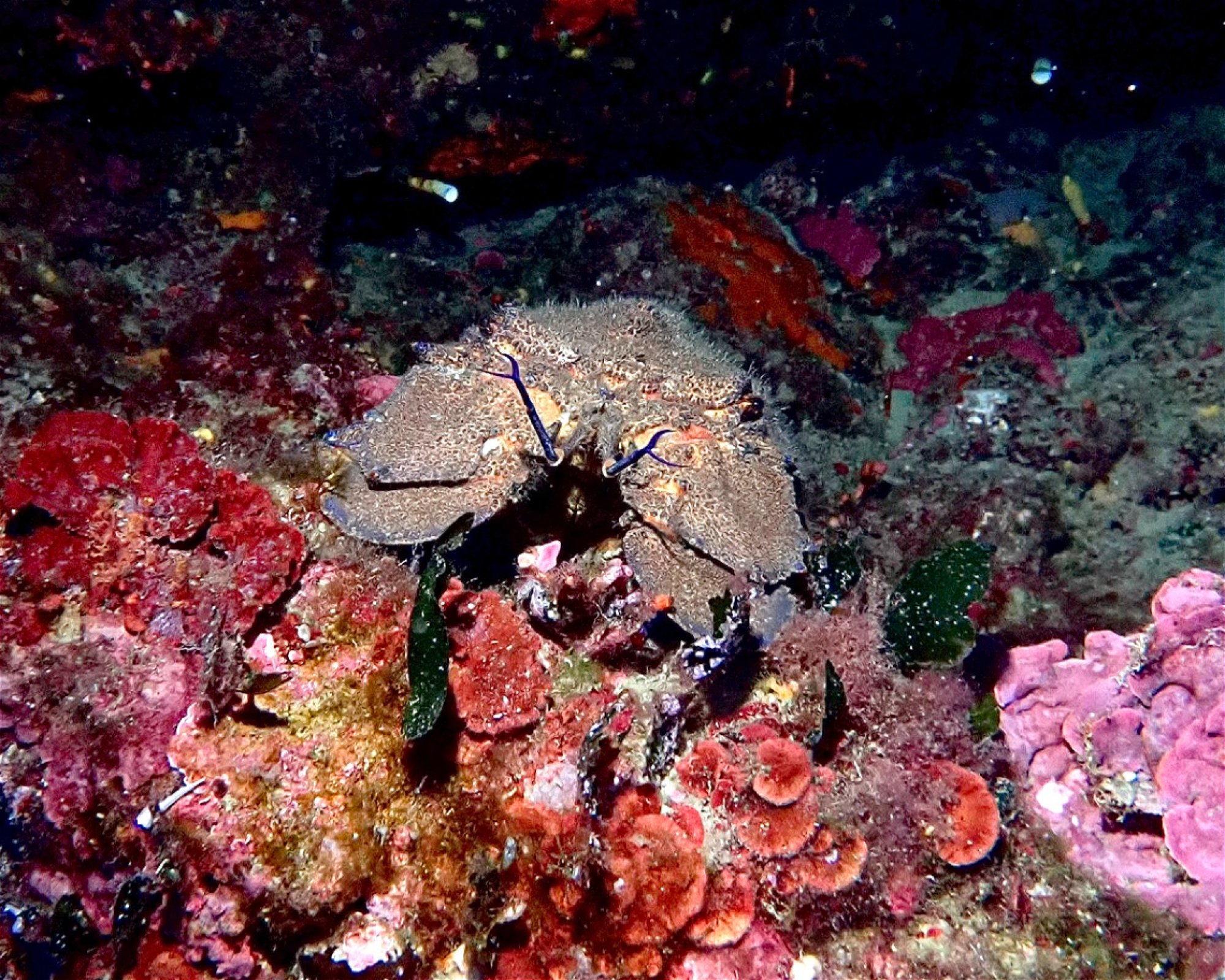 MASSUB DIVING CENTER - PORTOFINO, 16033 LAVAGNA