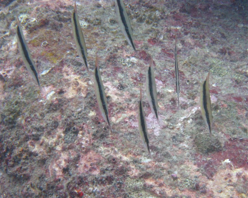 Divesite Image