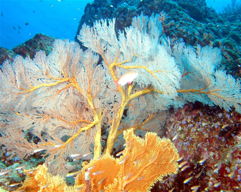 Divesite Image