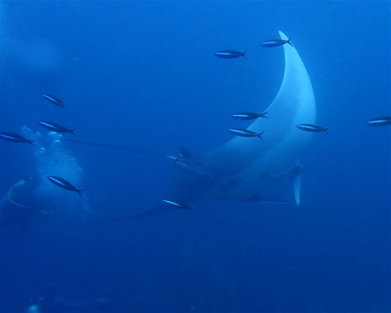 Divesite Image
