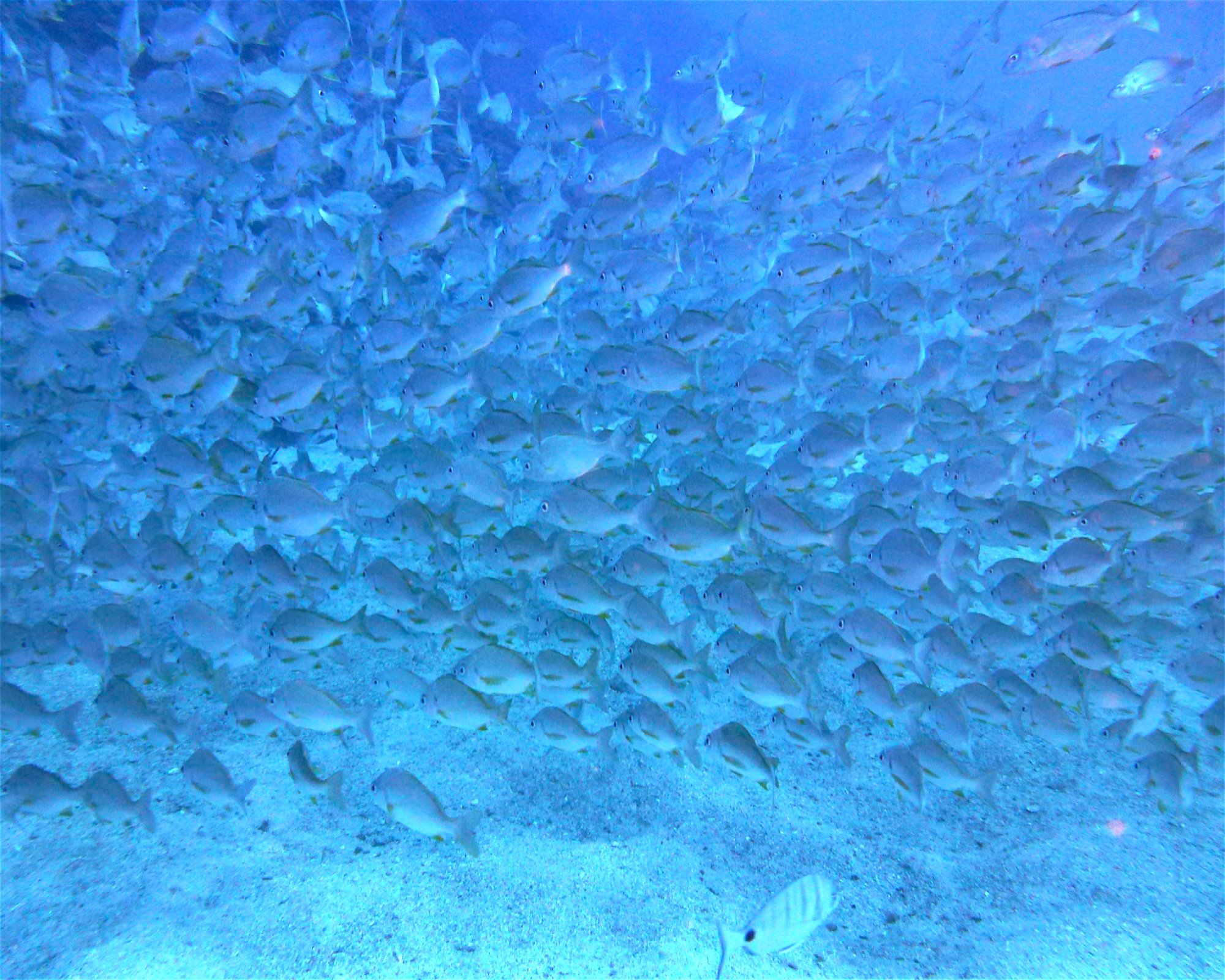 GooDiving, 38639 San Miguel de Abona