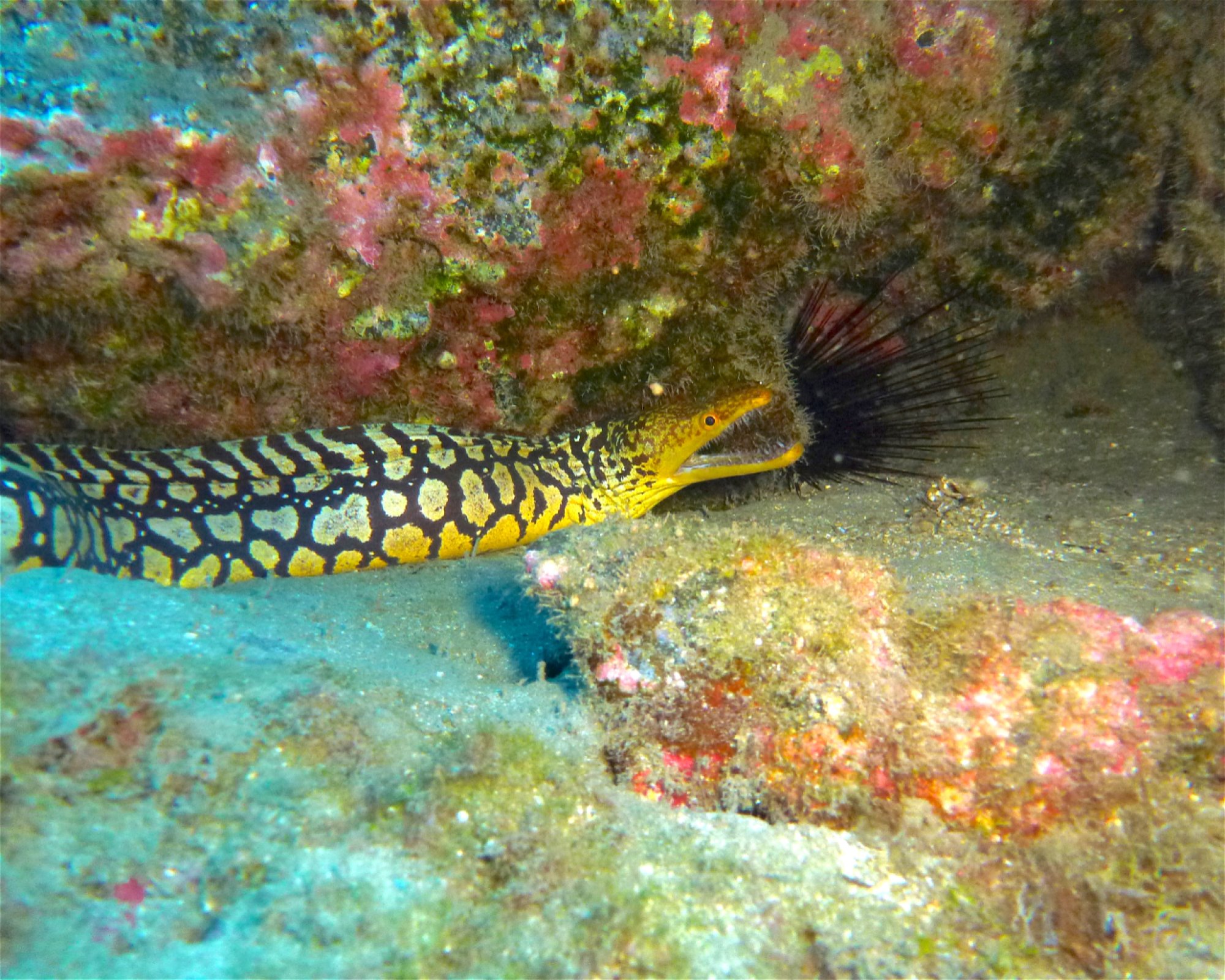 GooDiving, 38639 San Miguel de Abona