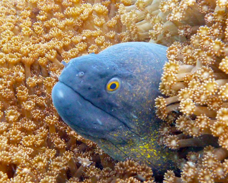 Divesite Image