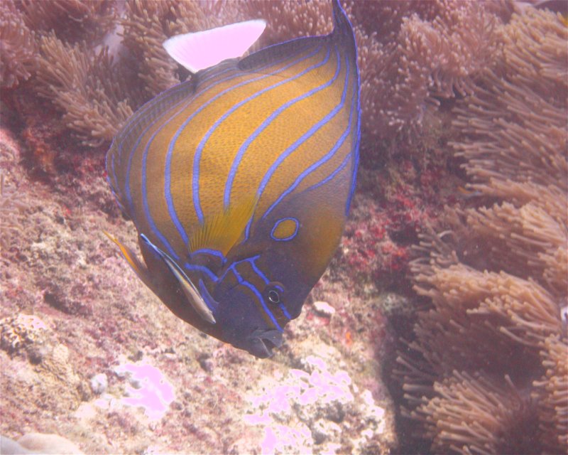 Divesite Image