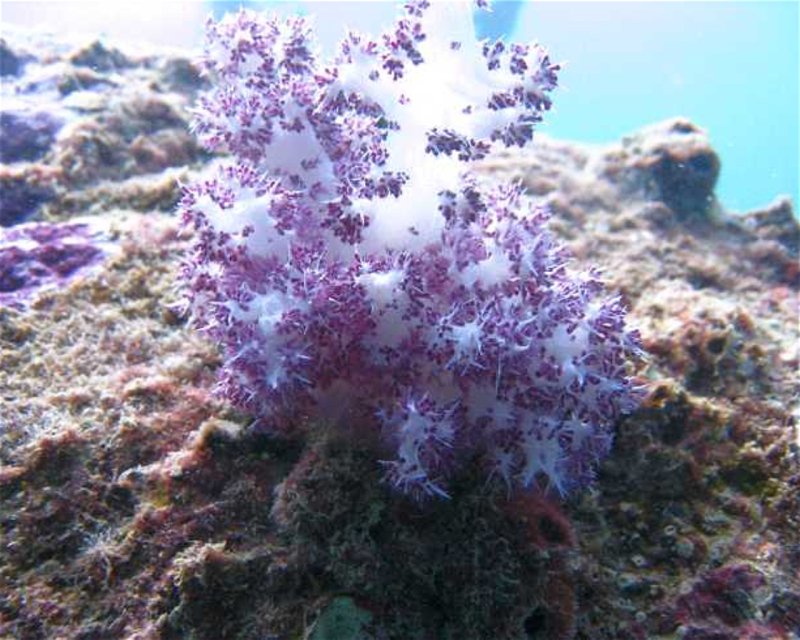 Divesite Image