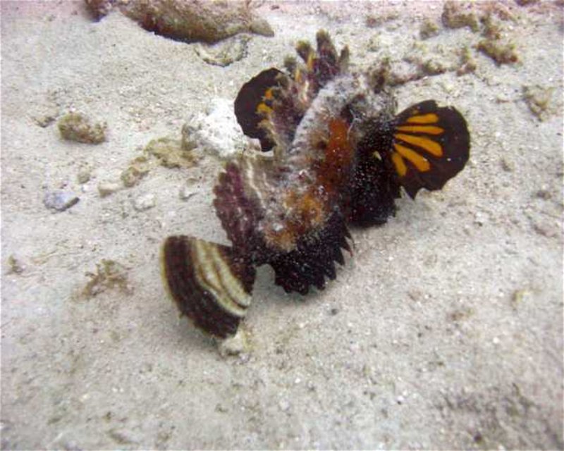 Divesite Image