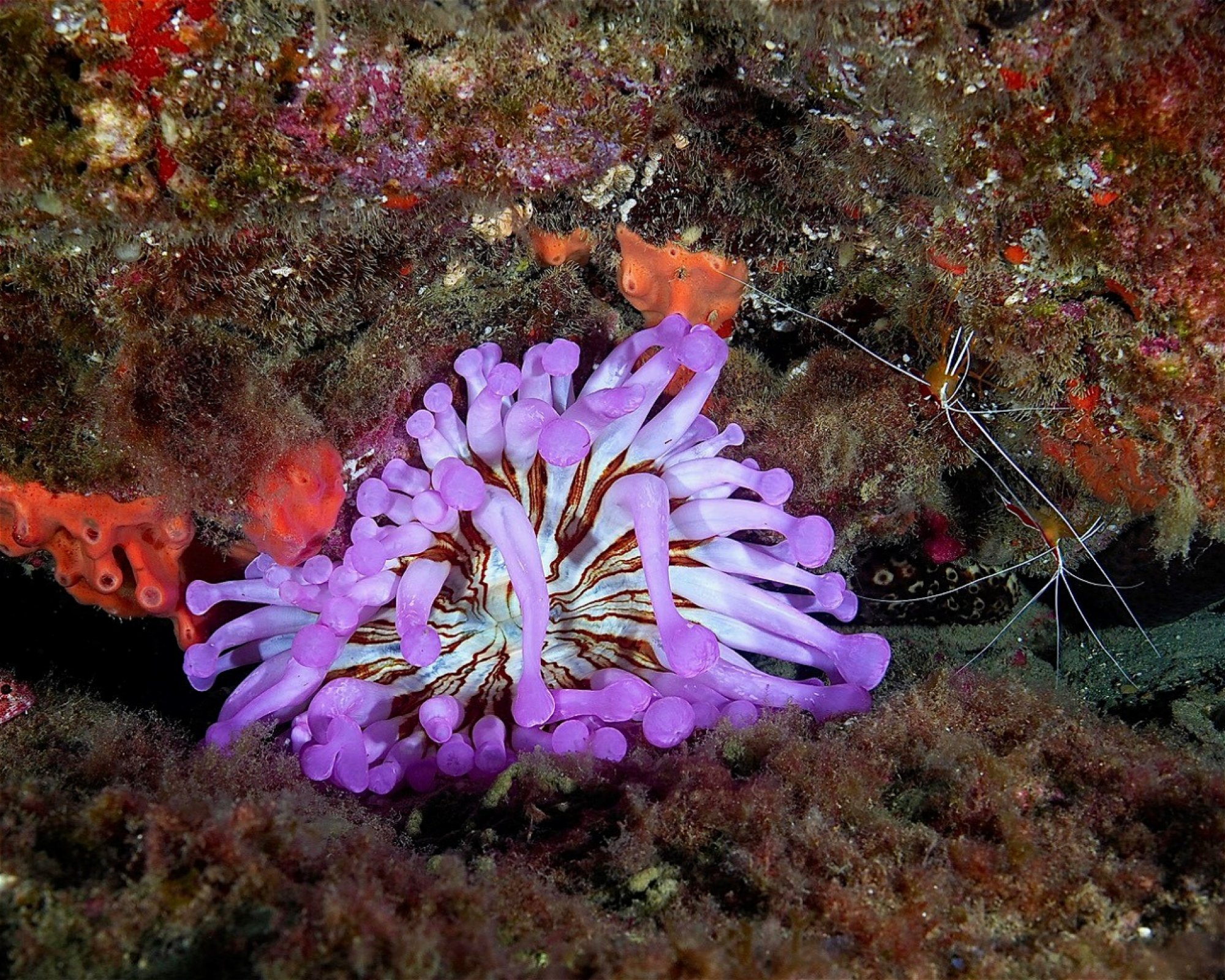 SCUBA SUR, 35120 Arguineguin