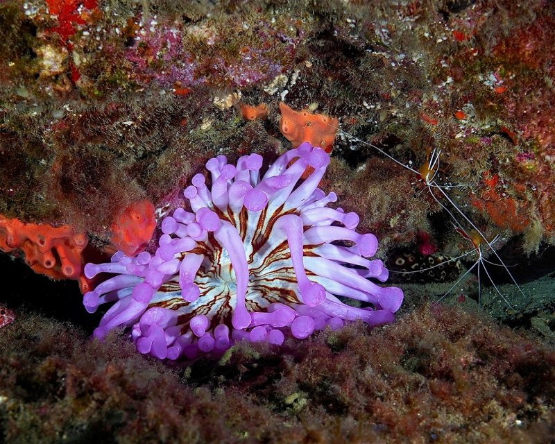 Divesite Image