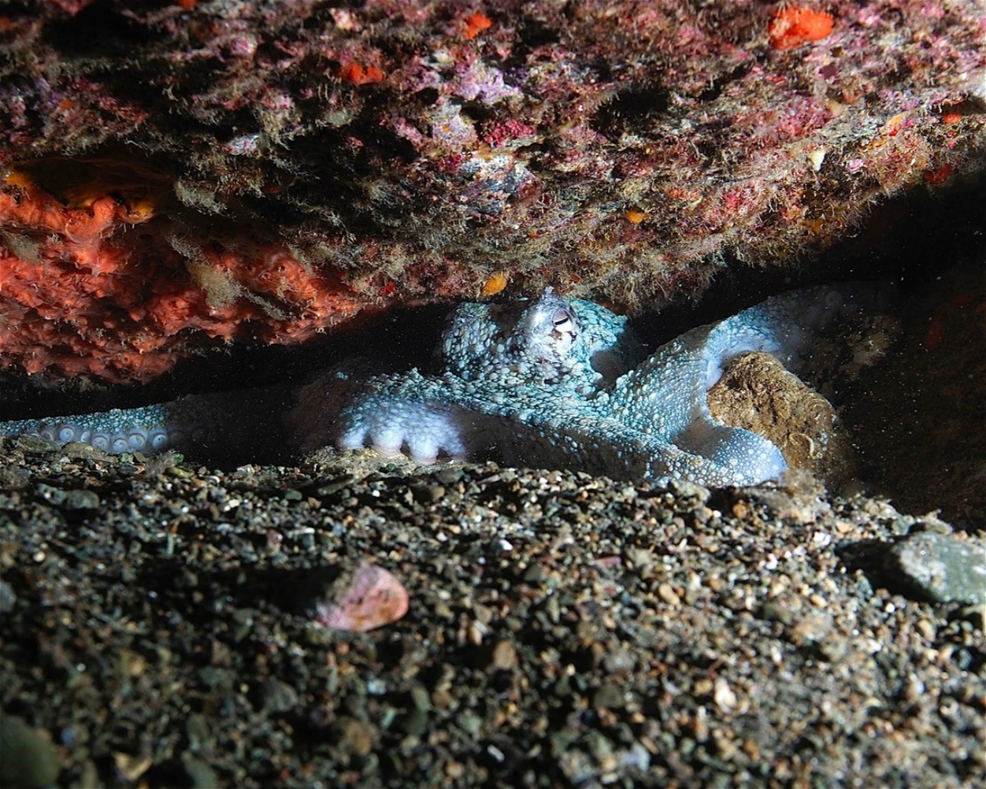 SCUBA SUR, 35120 Arguineguin