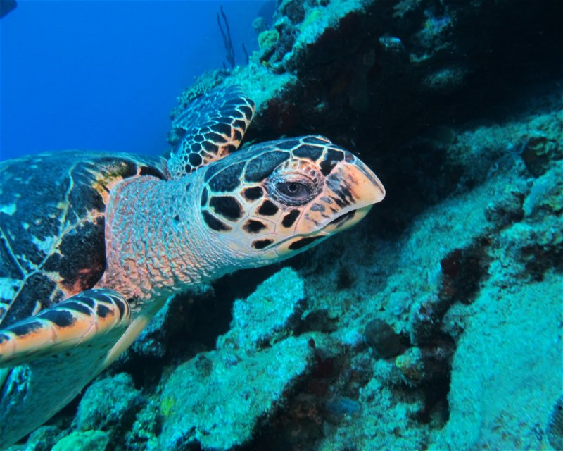 Divesite Image