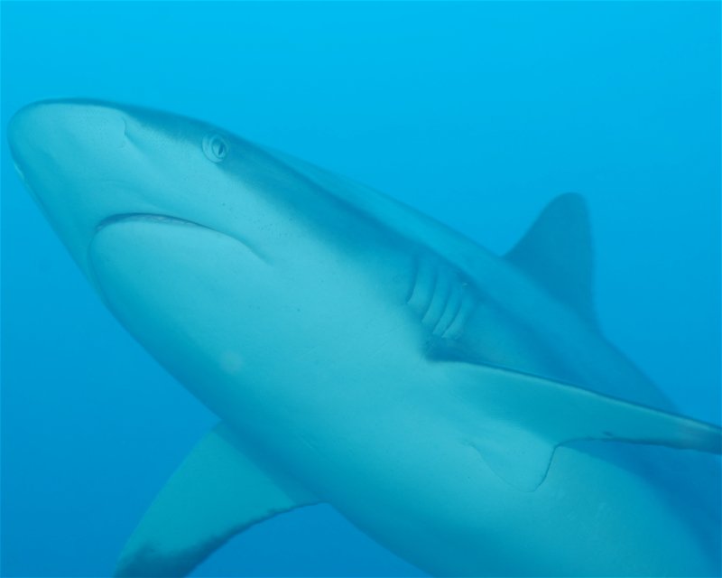 Divesite Image