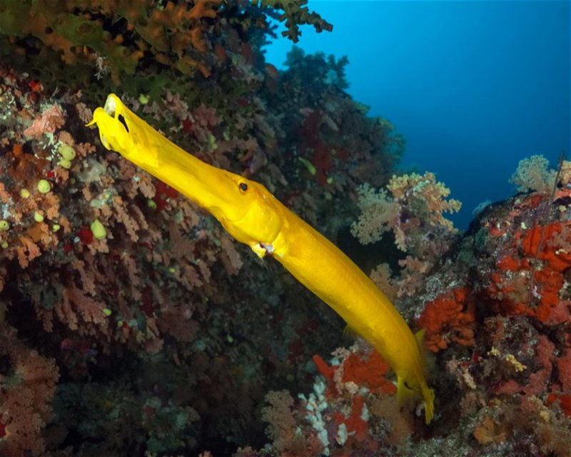 Divesite Image
