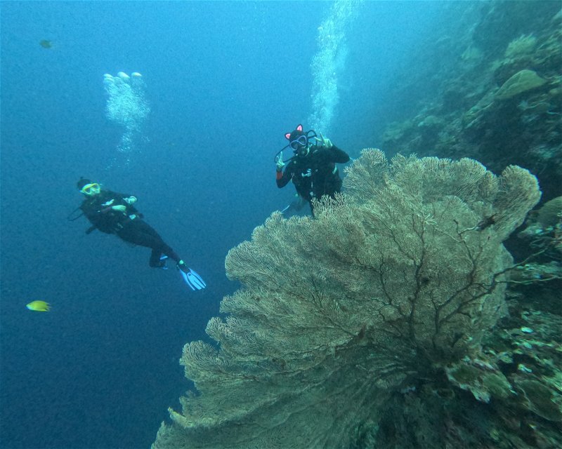 Divesite Image