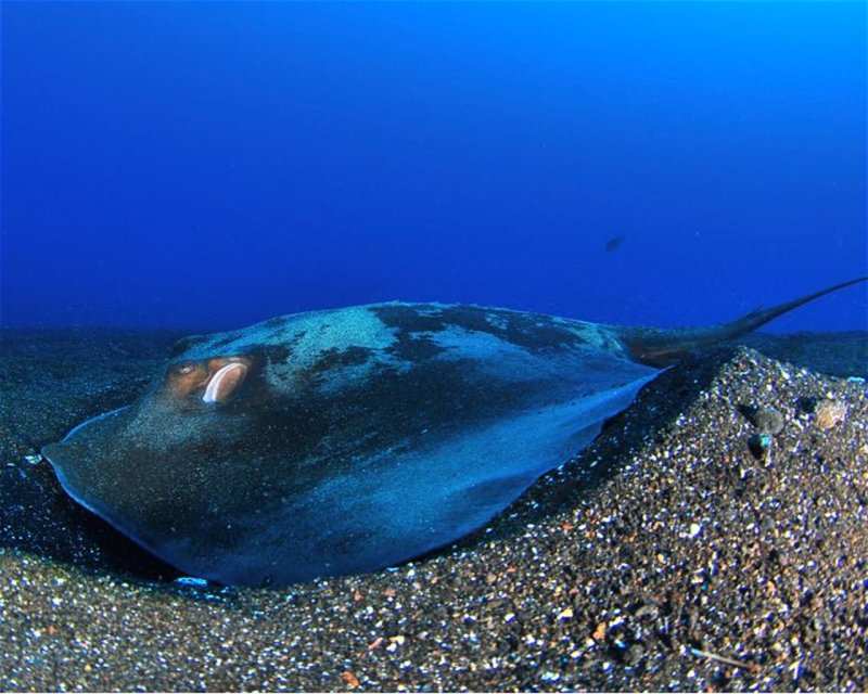 Divesite Image