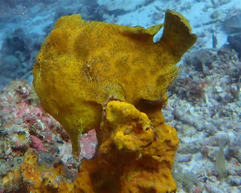 Divesite Image