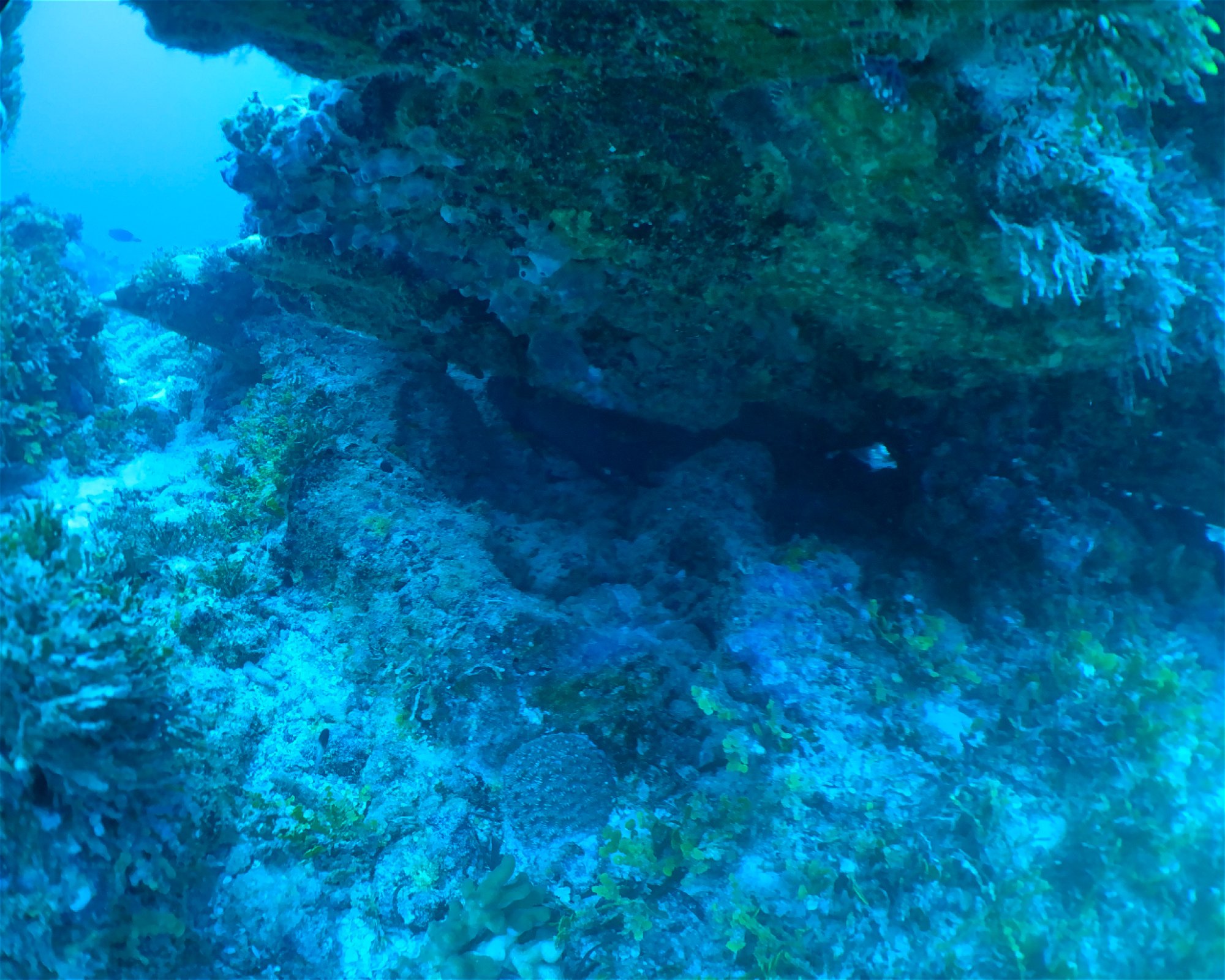 BLUE SEA DIVERS, 0000 MAHE