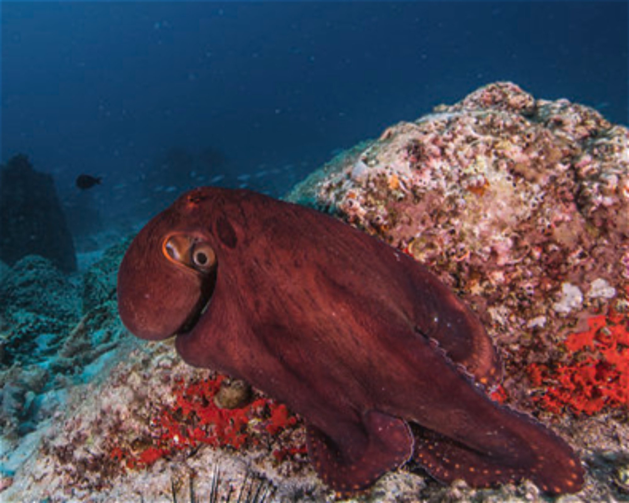 BLUE SEA DIVERS, 0000 MAHE