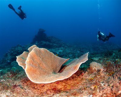 Nudibranch Valley <span class="text-color-primary text-sm"> (★4.3)</span>