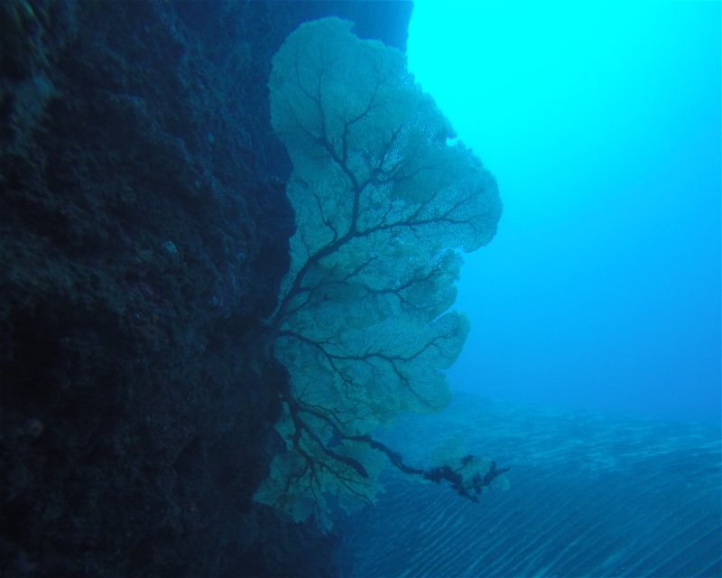 Divesite Image