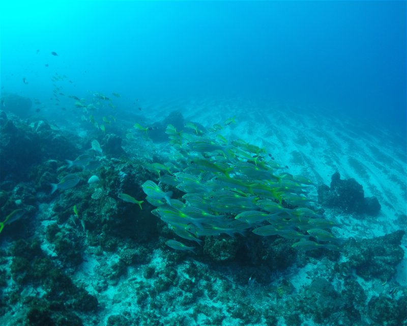 Divesite Image