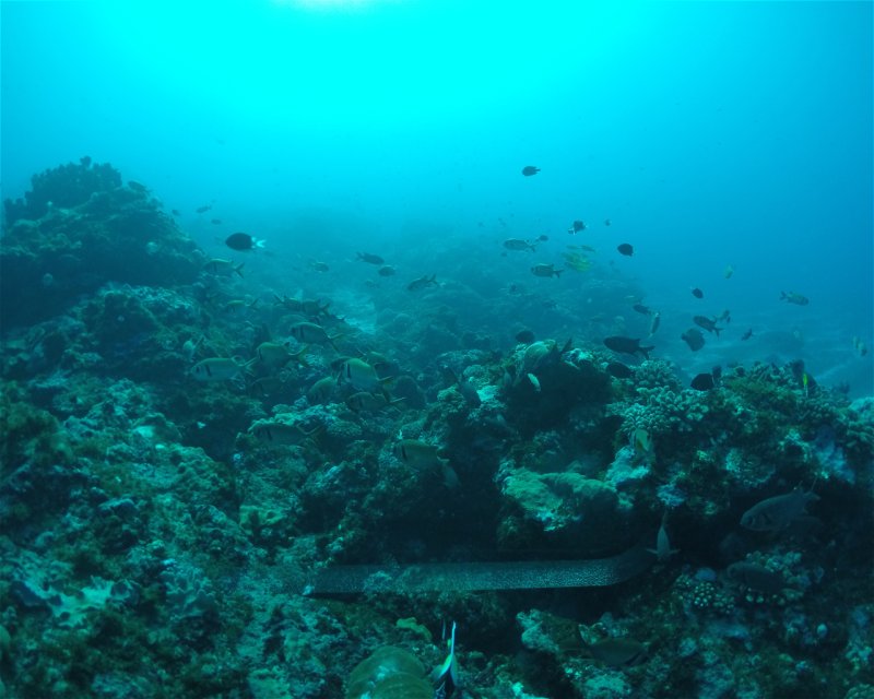 Divesite Image