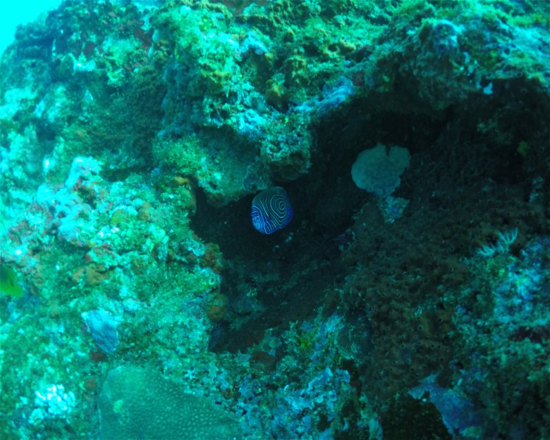 Divesite Image