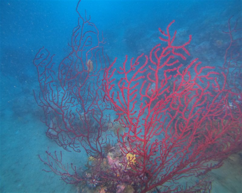 Divesite Image