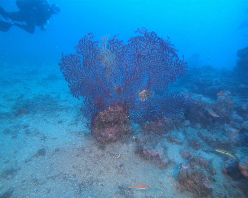 Divesite Image