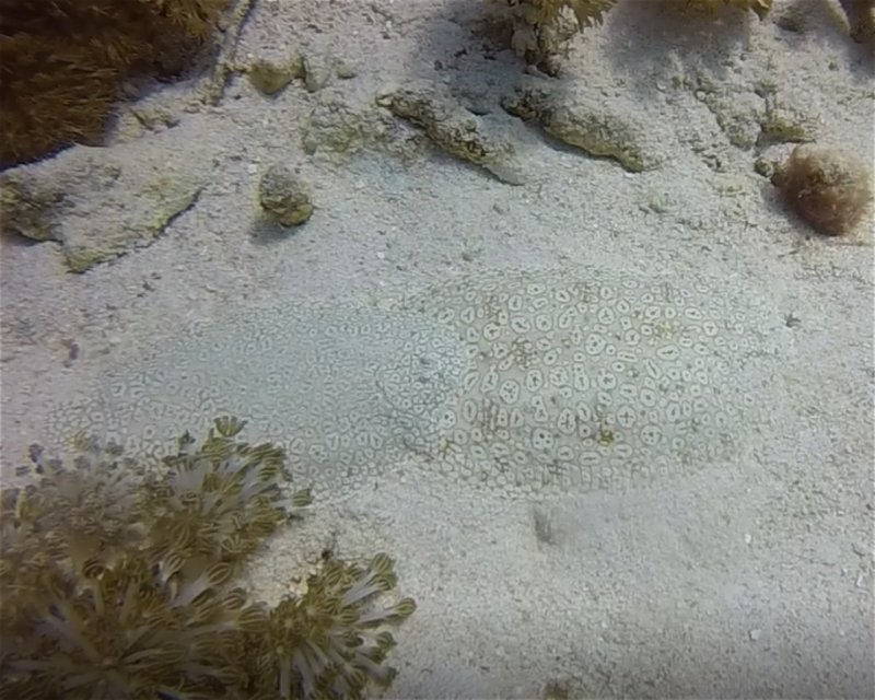 Divesite Image