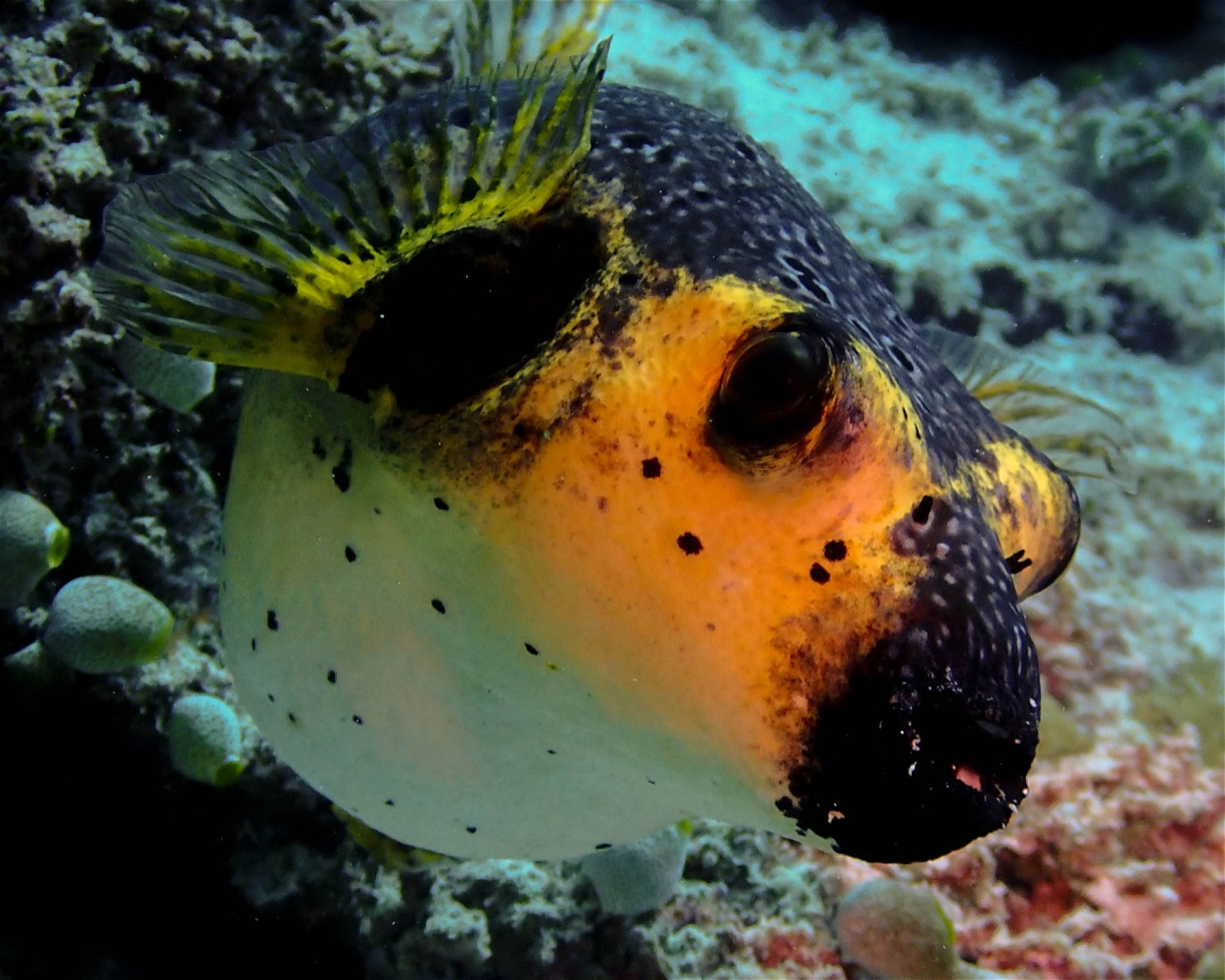 DivePoint Rannalhi, South Male Atoll