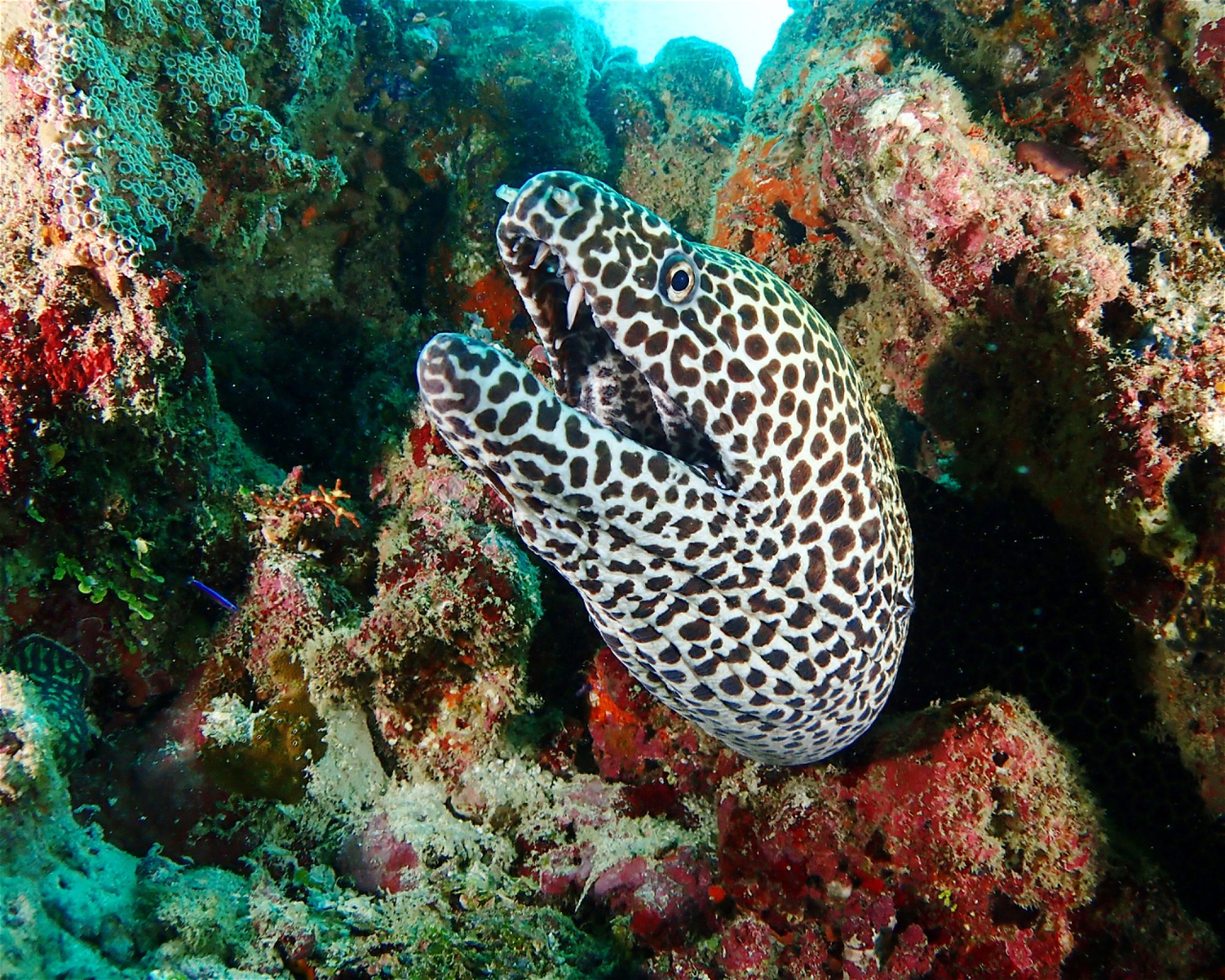 SUN SIYAM DIVING OLHUVELI, 2005 South Male Atoll