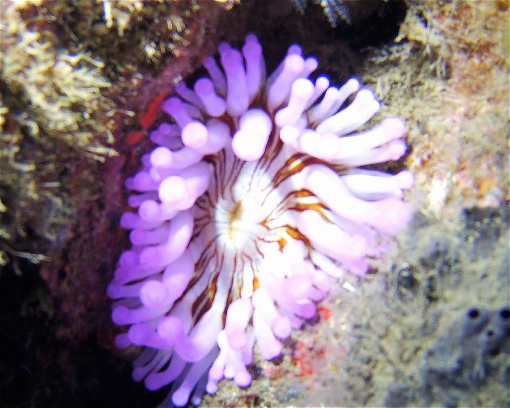 TENERIFE DIVING ACADEMY, 38588 Abades