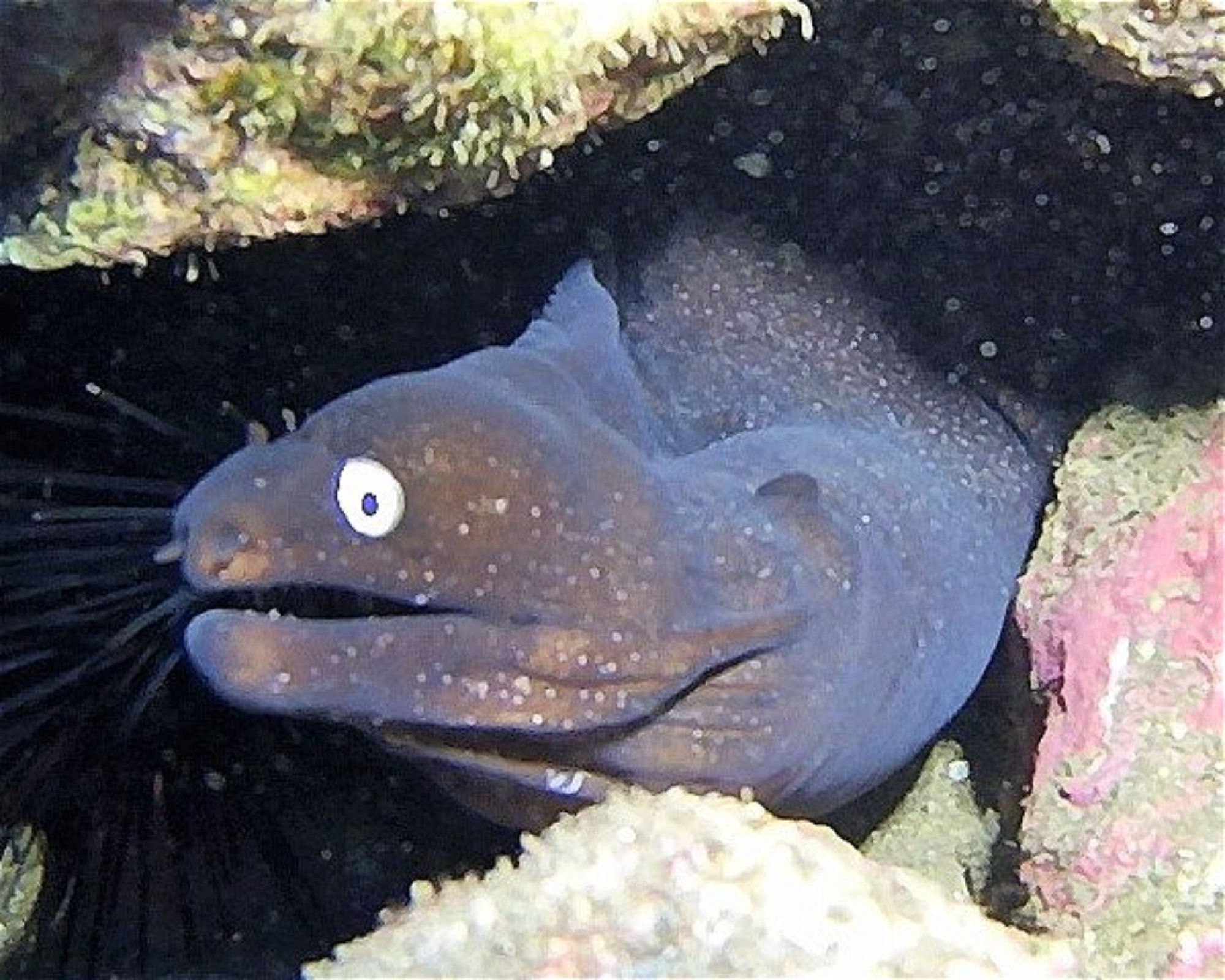 TENERIFE DIVING ACADEMY, 38588 Abades