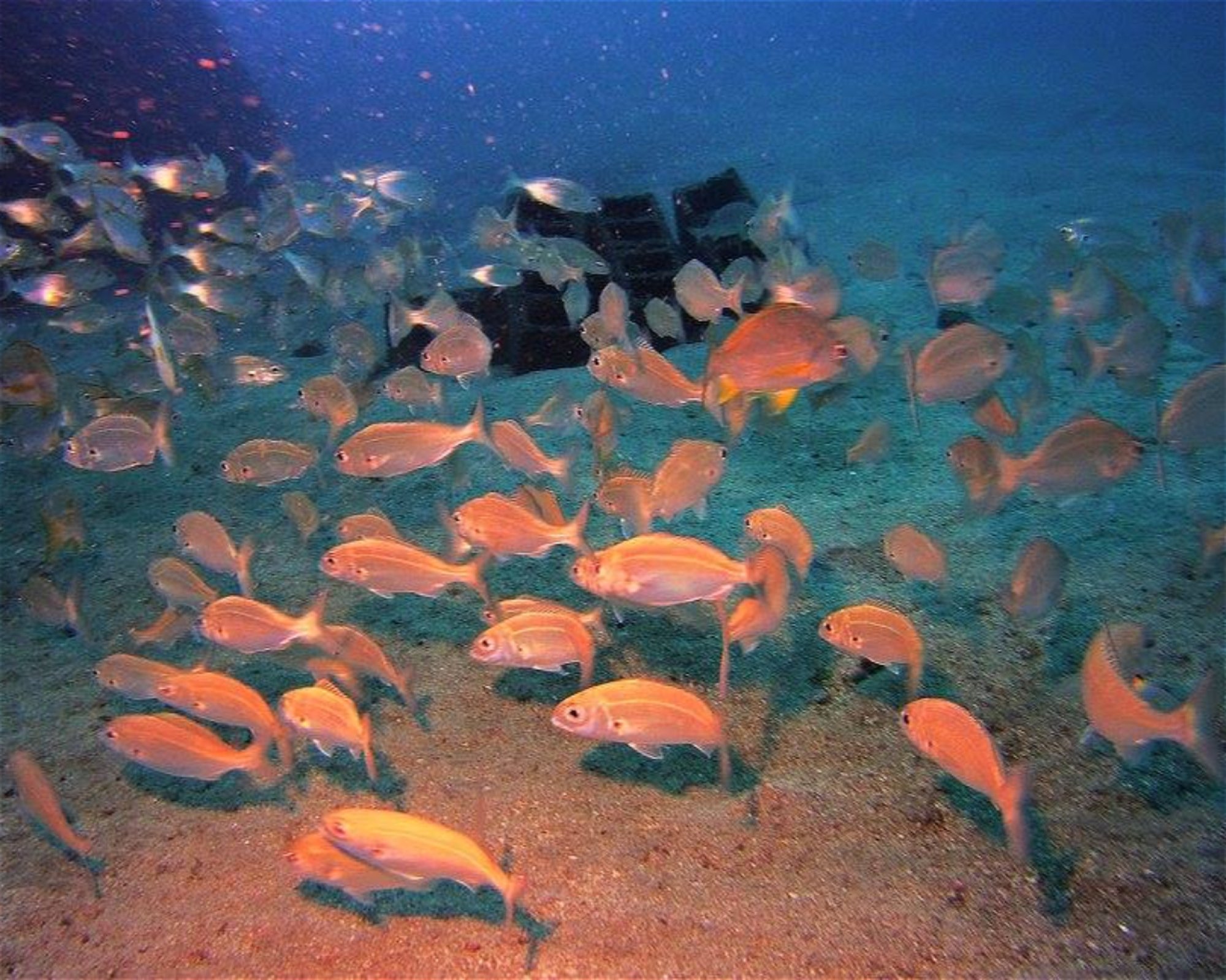 TENERIFE DIVING ACADEMY, 38588 Abades