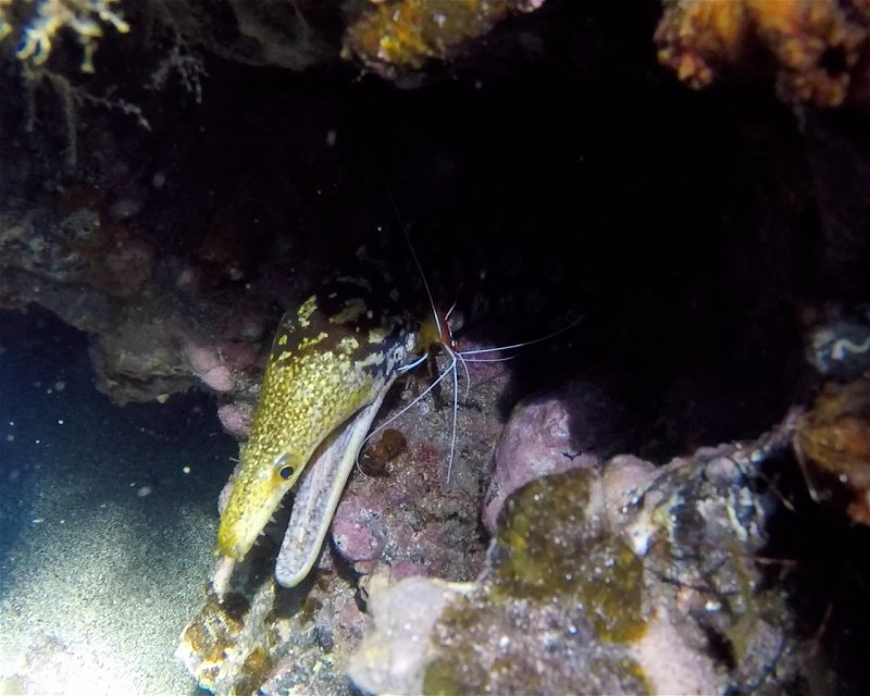 Divesite Image