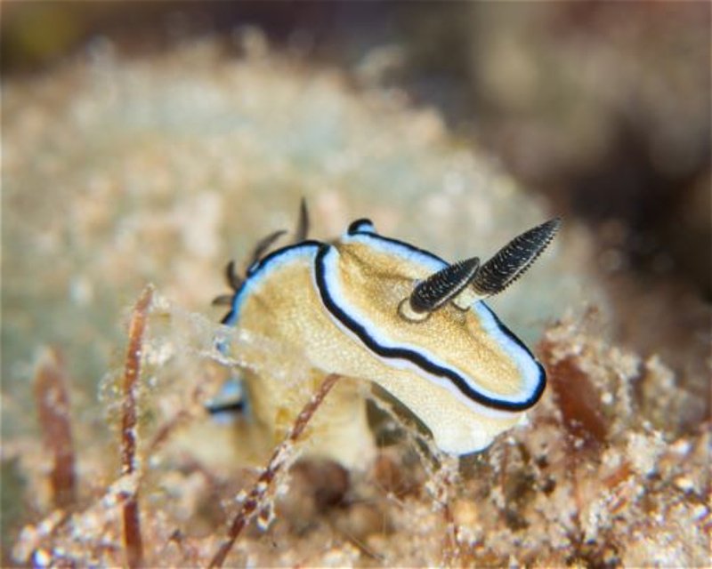 Divesite Image
