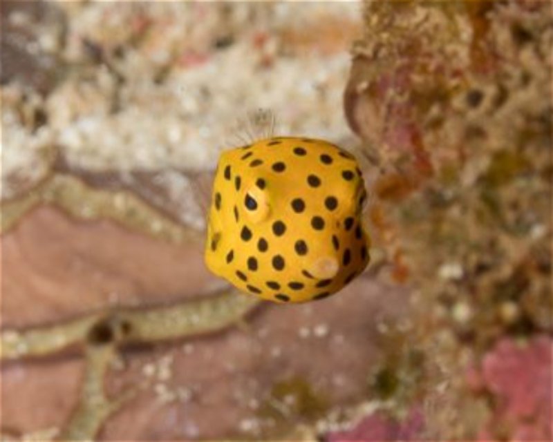 Divesite Image