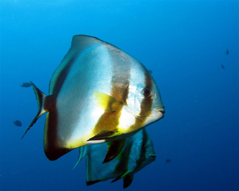 Divesite Image